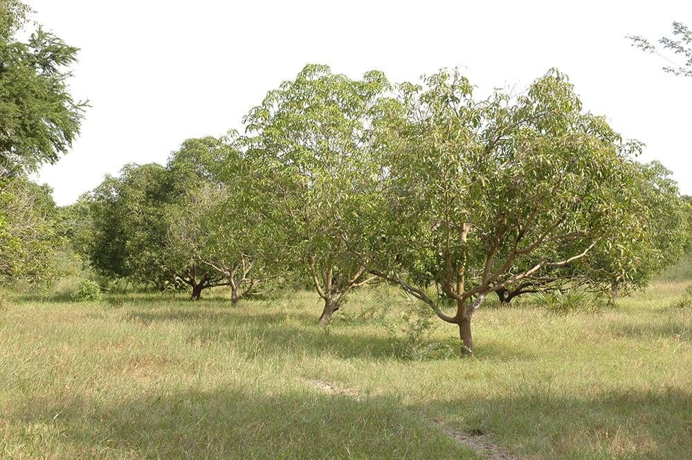 About Malliankaranai Ramakrishna Mission Estate